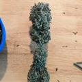 thumb of Hindu Kush by WeedSeedsExpress grown by Theia